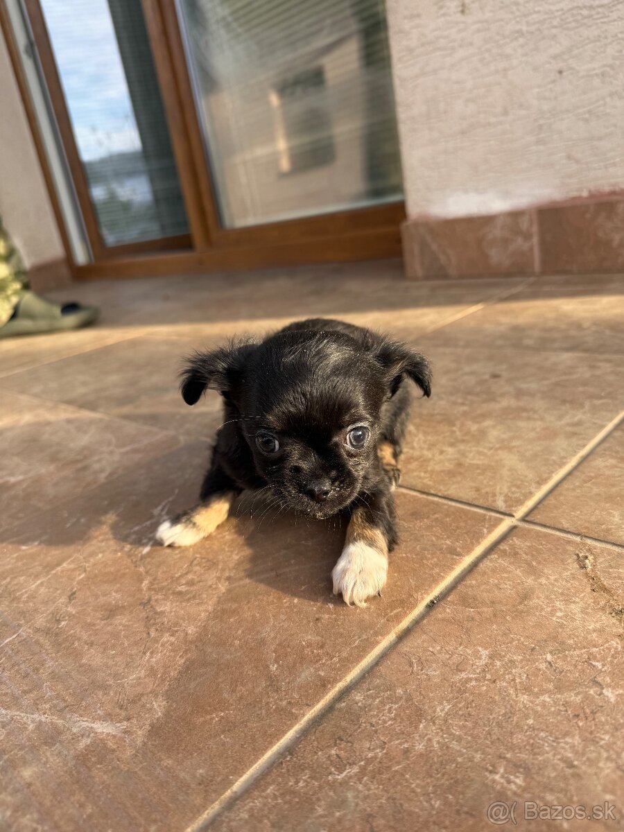 Mini čivava šteniatka - 14