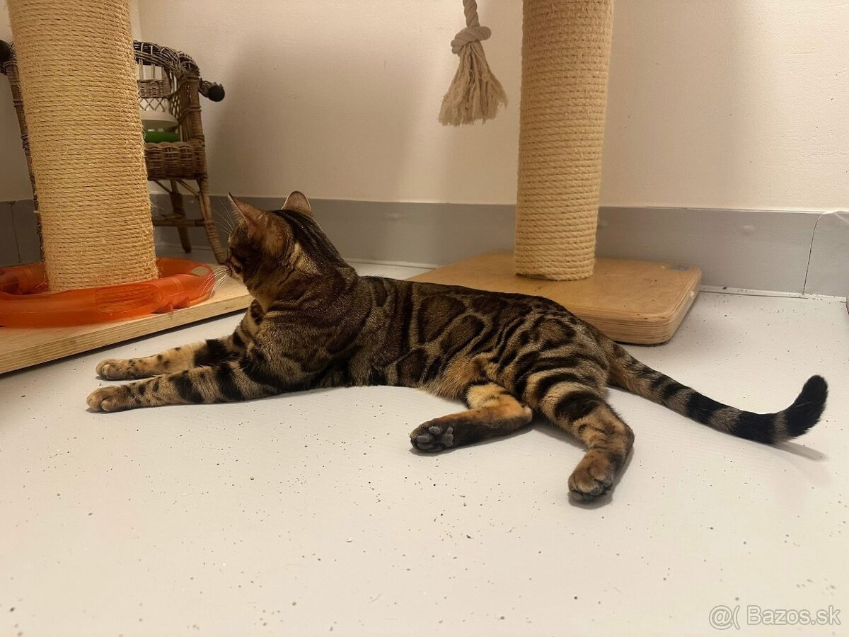 Bengalska macka - 14