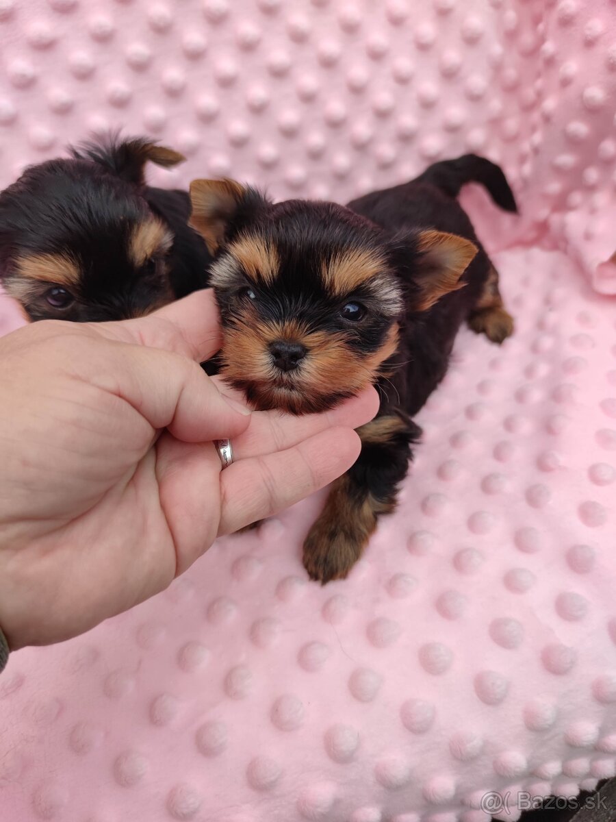 Yorkshire terrier - 14