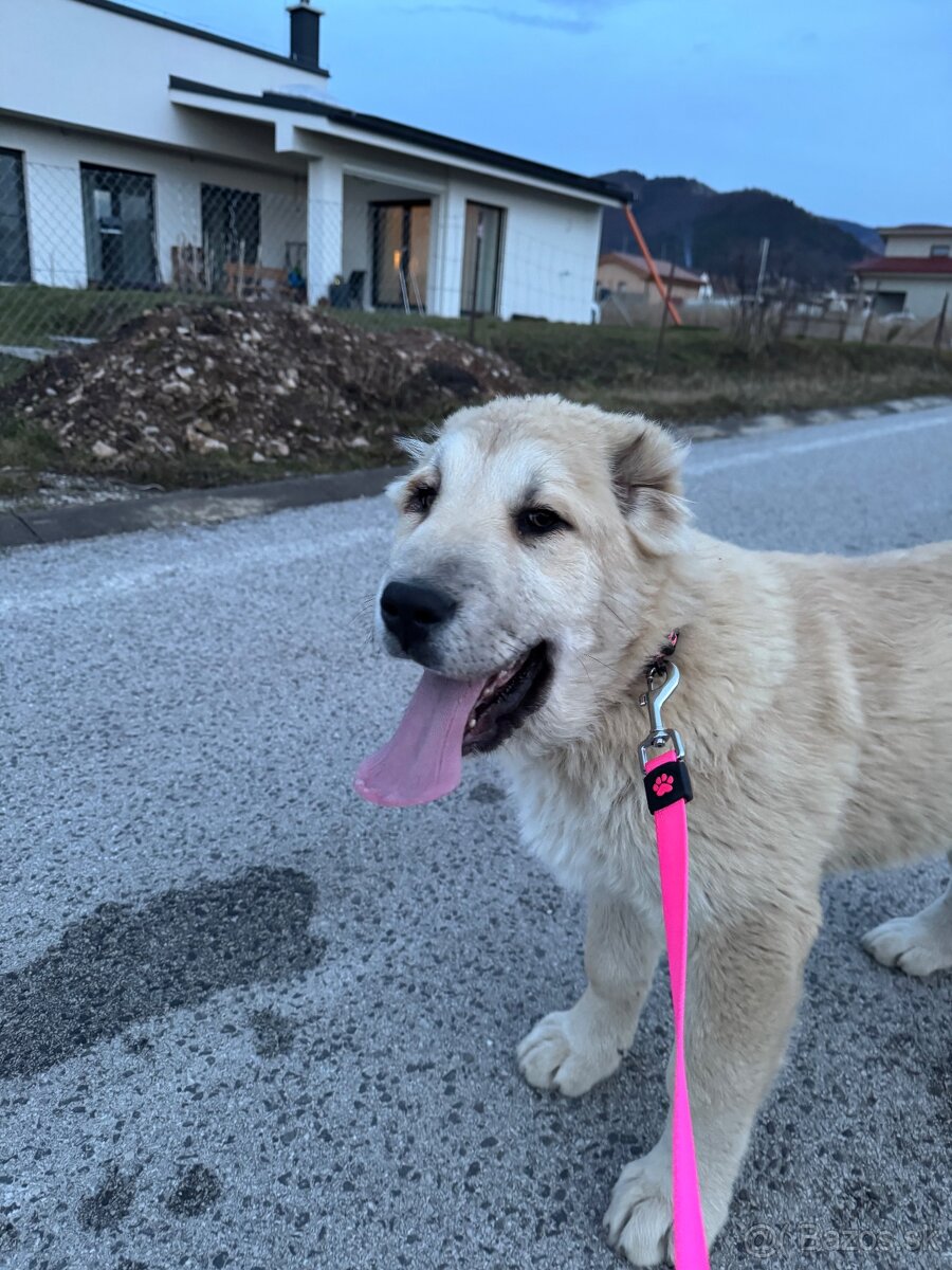 Stredoázijský ovčiak SAO - 14