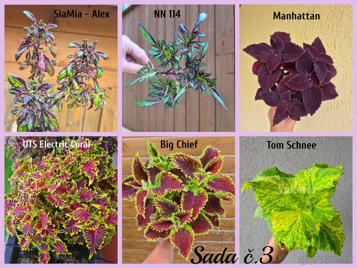 Koleus - africká žihľava (Coleus), semena, řízky - 14