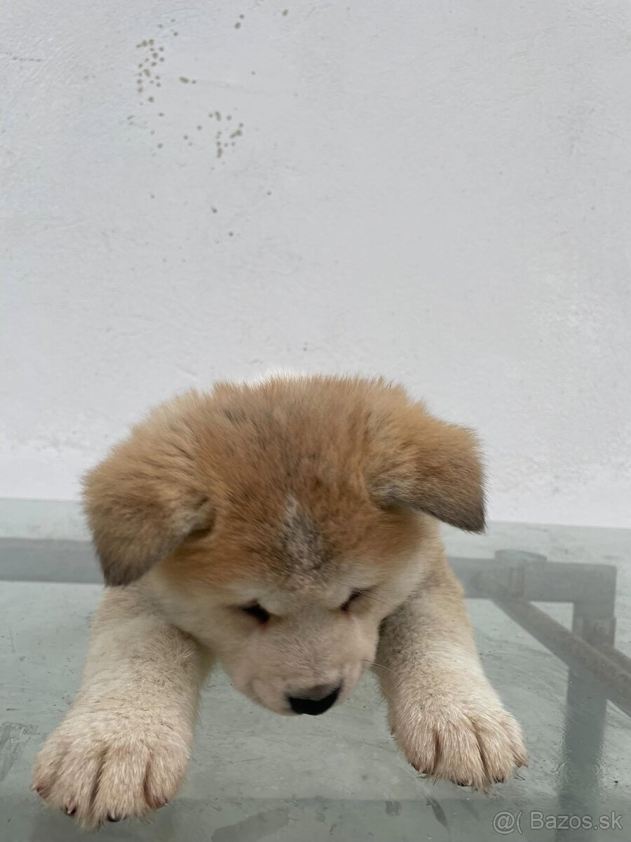 Šteniatka Akity- Inu - 14