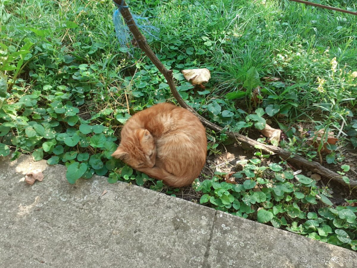 Darujem mačičky - 14