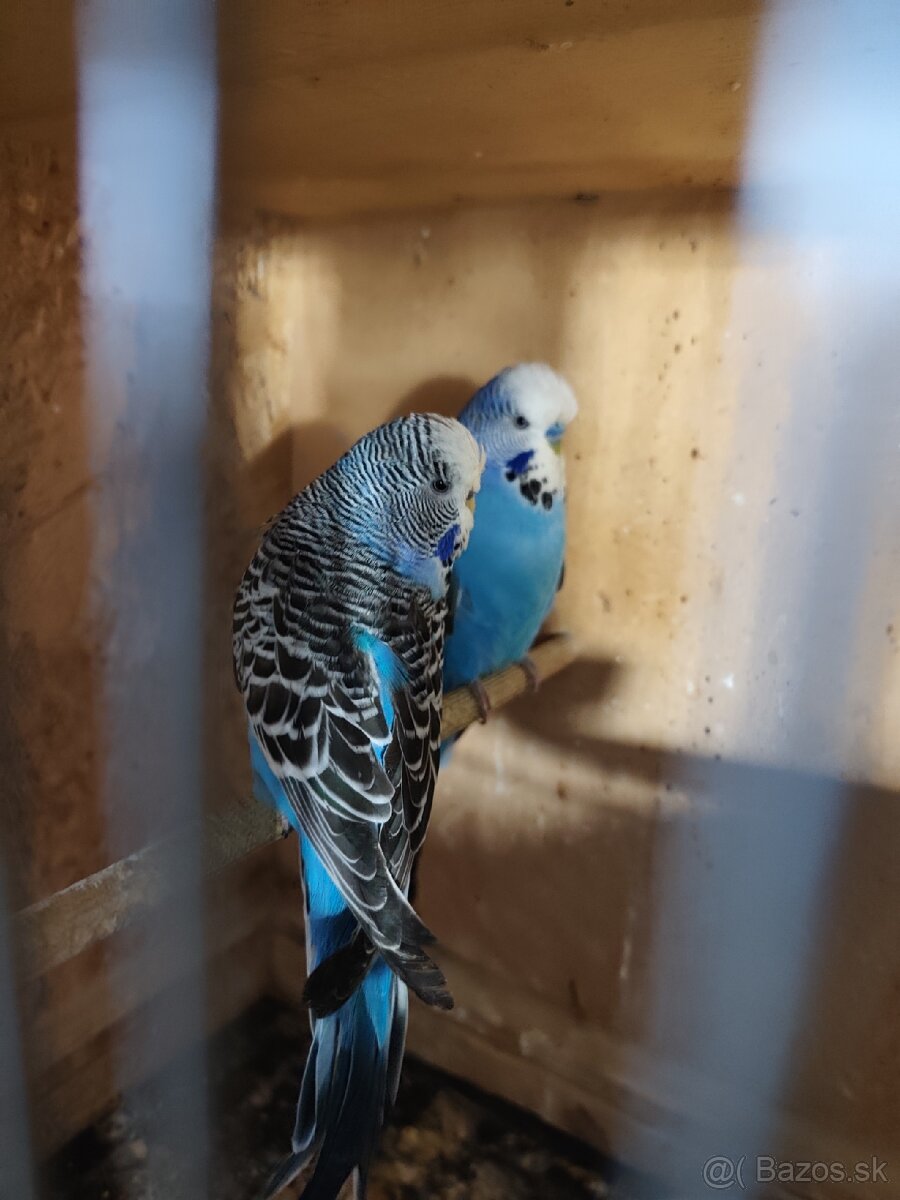 Výstavné andulky celý chov - 14