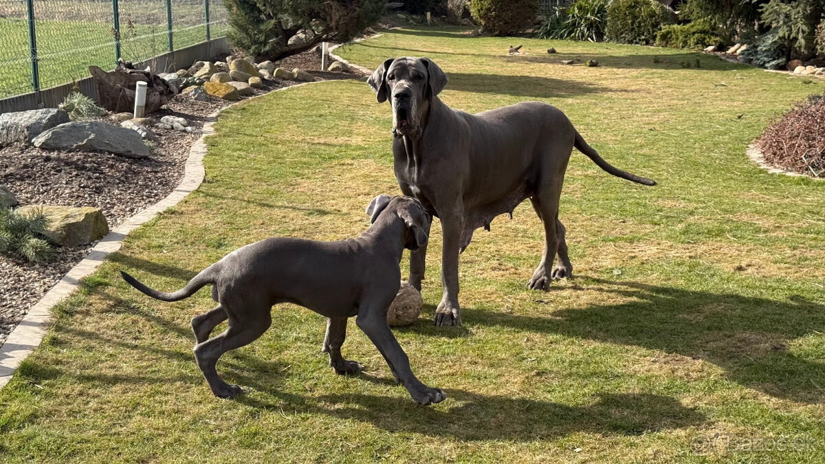 Německá doga modrá s PP Euphorie Blue HH - 14