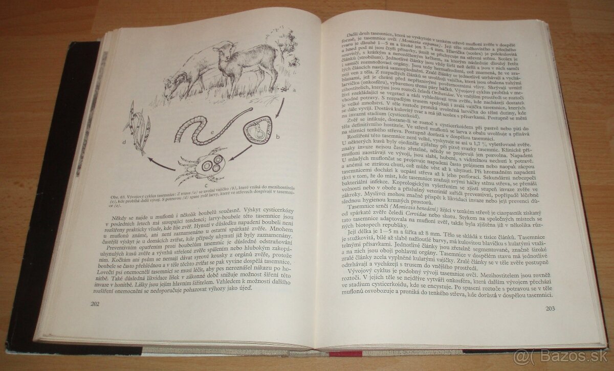 Dutorohá zvěř - 14