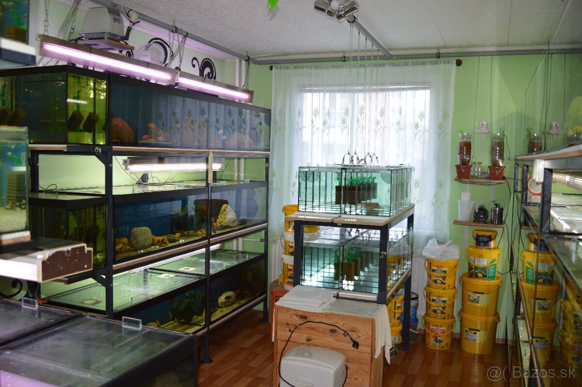 Predám prebytky chovu - Africké cichlidy - 14