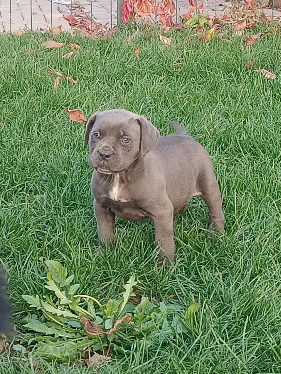 Cane corso modré šteniatka - 14