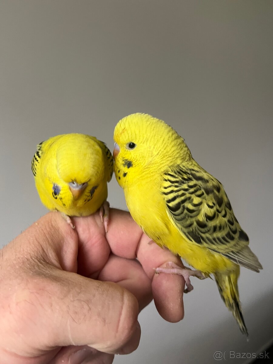 Andulka Maznačik - 14