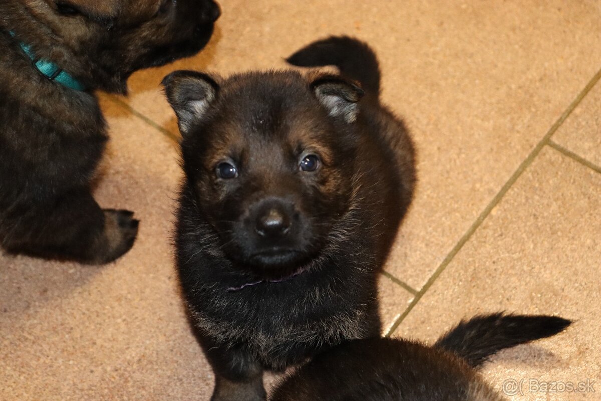 Německý ovčák s PP - 14