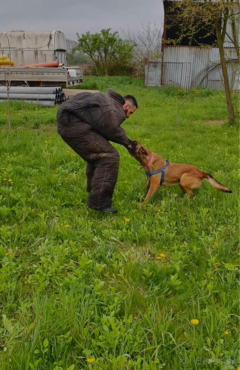 Belgický ovčiak- Malinois - 14