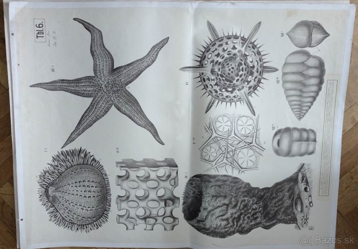 staré školské tabule/plagáty raslín-stromov-zvierat - 14