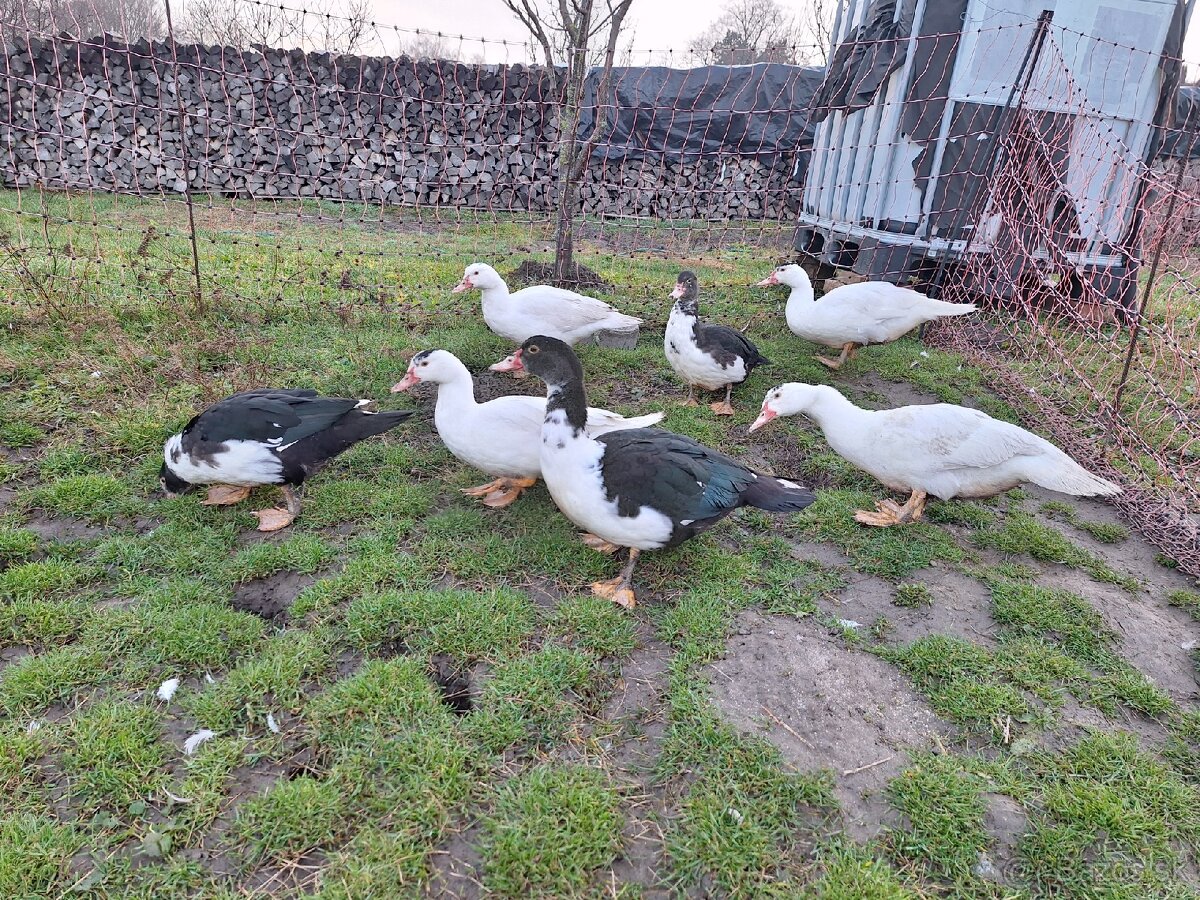 Predám pižmové (čínske) kačice / káčerov - 14