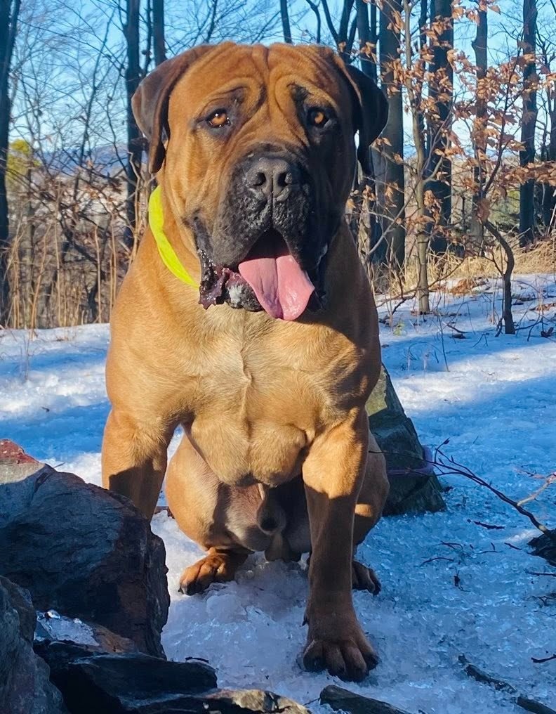Boerboel štěňata FCI PP - 14