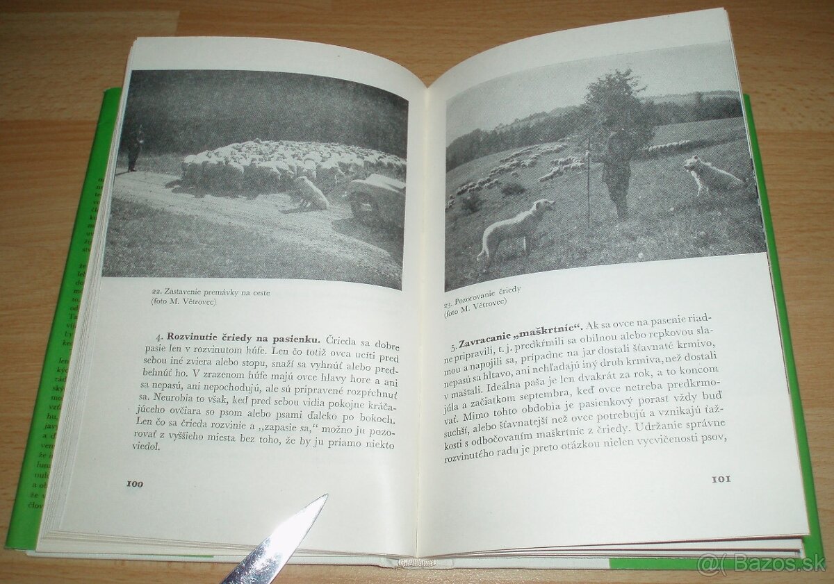 Slovenský čuvač - 14