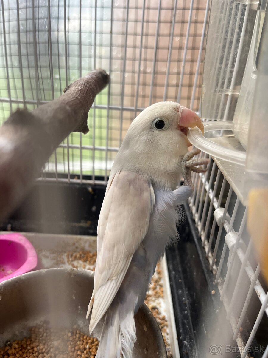 Agapornis fisher - 14