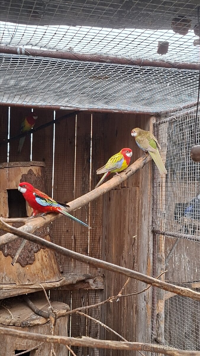 Papagaje rozely - 14