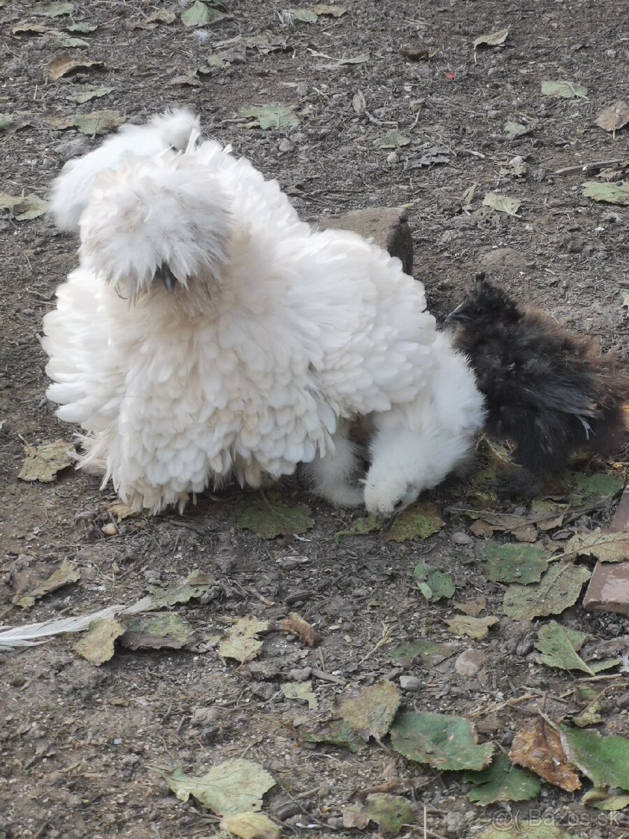 Nasadové vajíčka hodvábnicka - 14