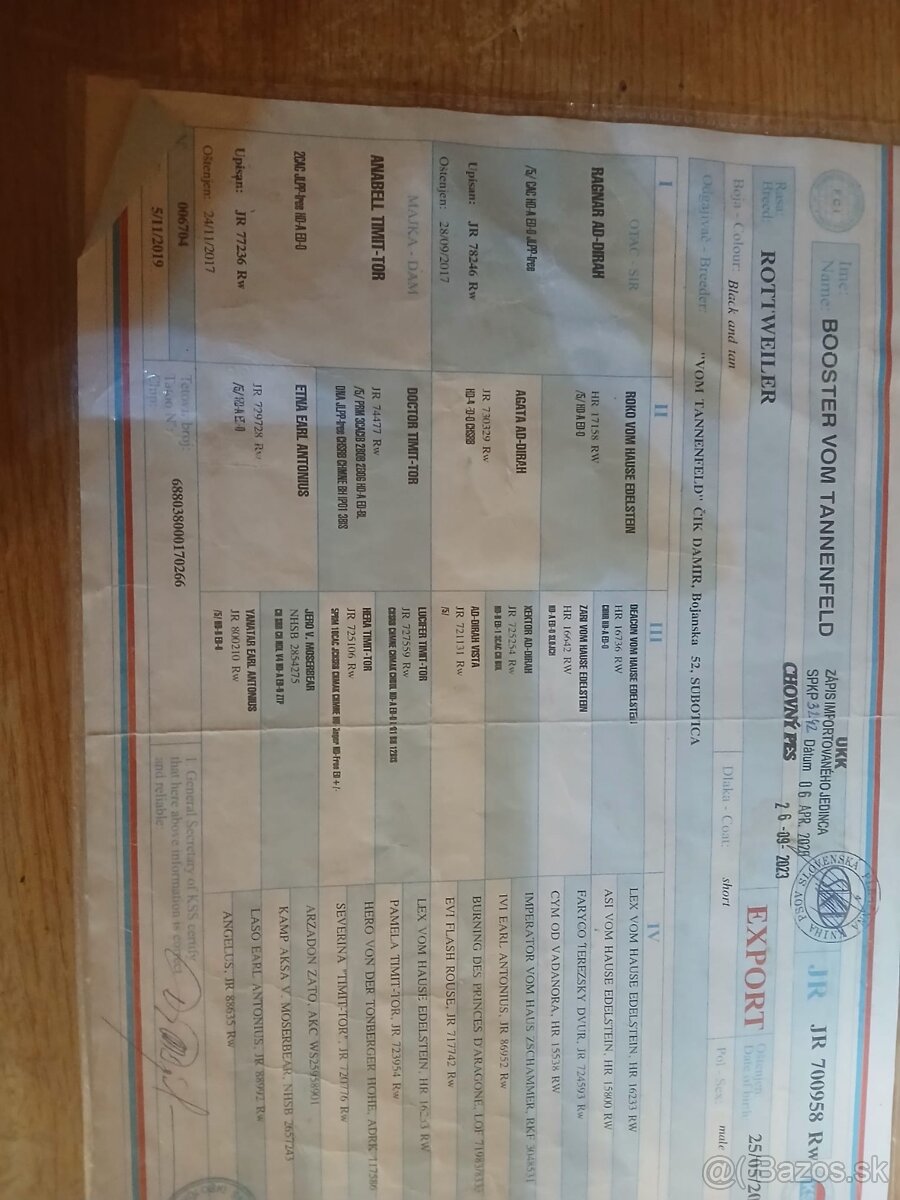 Rottweiler, rotvajler, rottwailer, rtw - 14