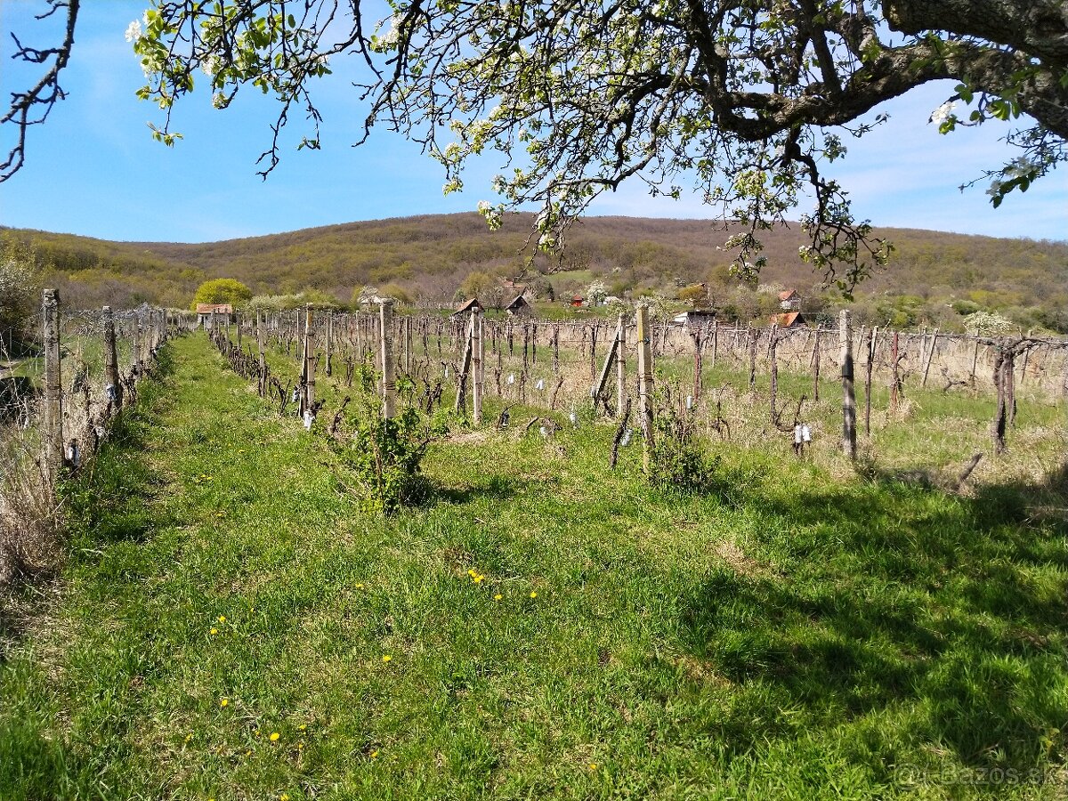 Pozemok - Vinice Čajkov - Sádovské - 14