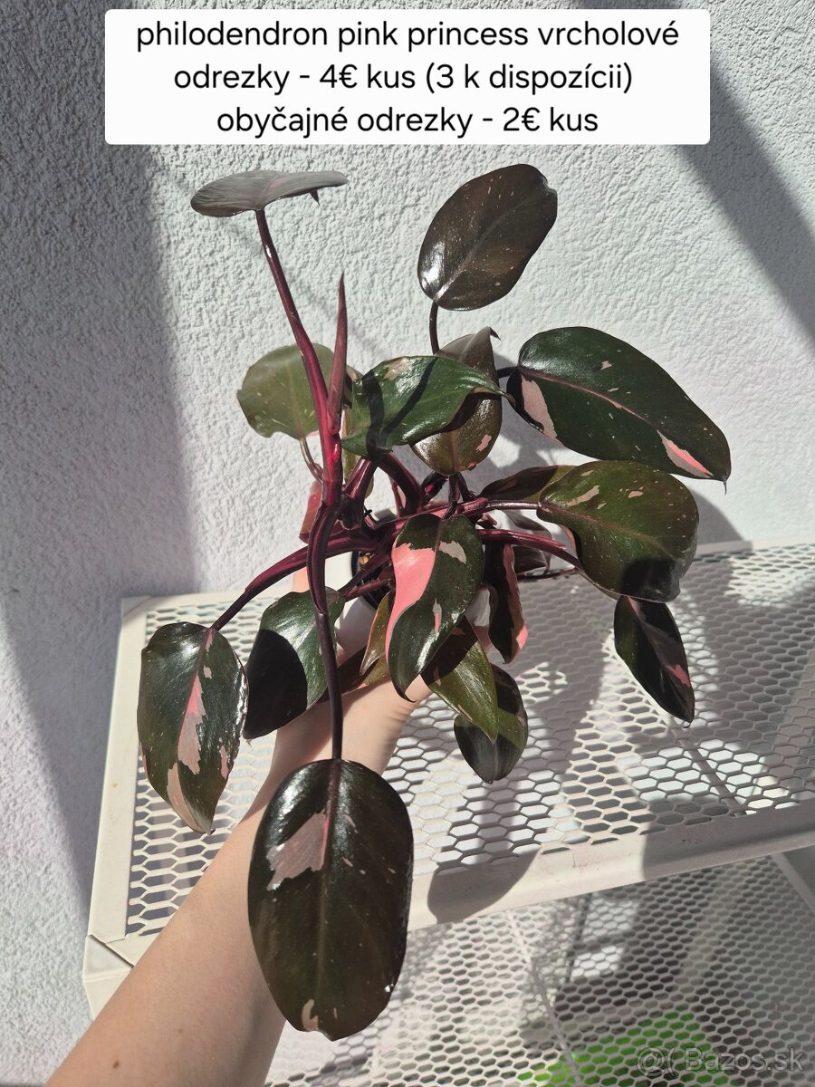 Predám izbové rastliny - 14