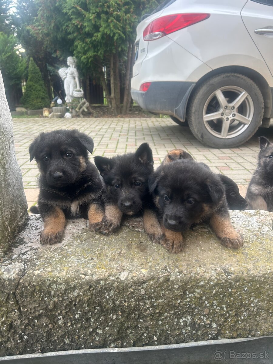 Nemecky ovčiak šteniatka - 14