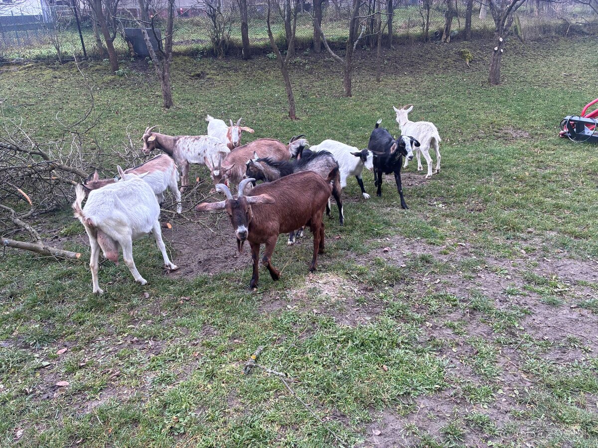 Predám dojné kozi - 14