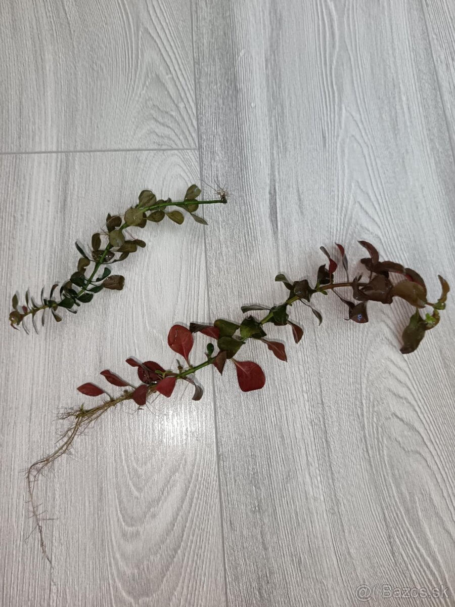 Akvarijné rastliny - 14