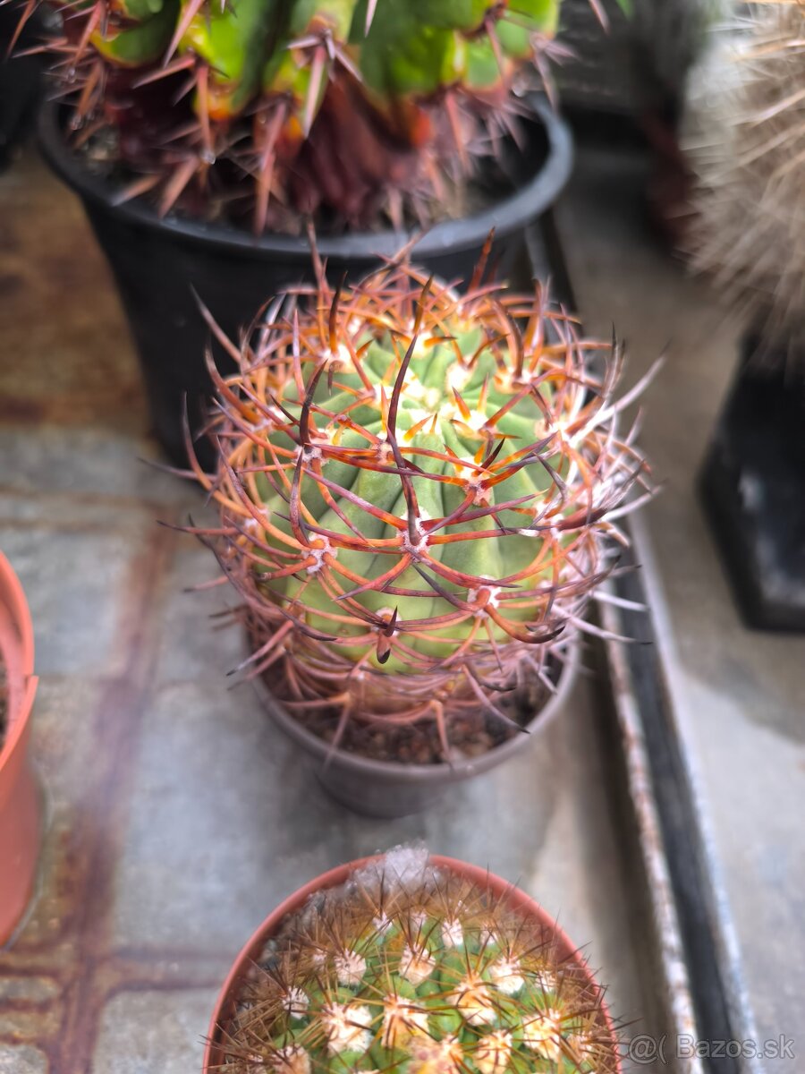 Kaktusy a sukulenty - 14