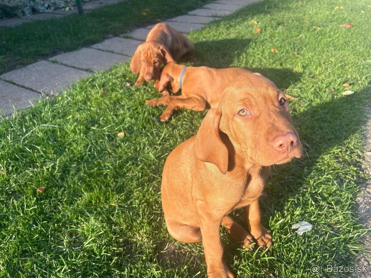 Madarska vyzla - steniatka - 14