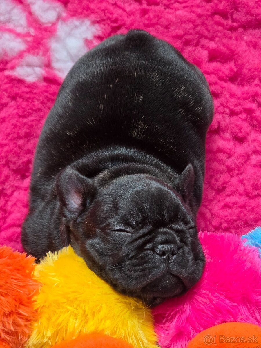 Francúzsky buldoček - 14