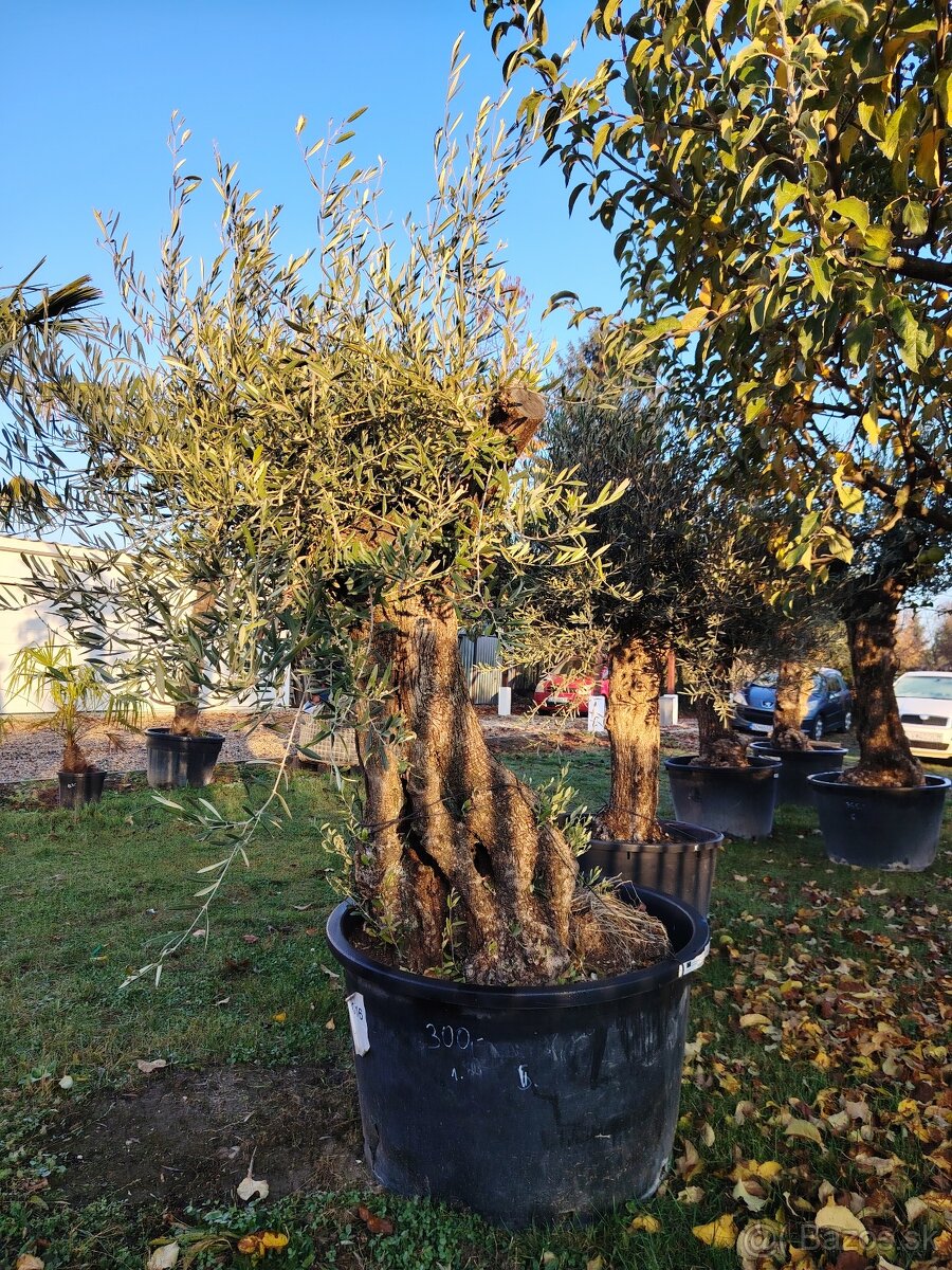 Olivovník europea - 14