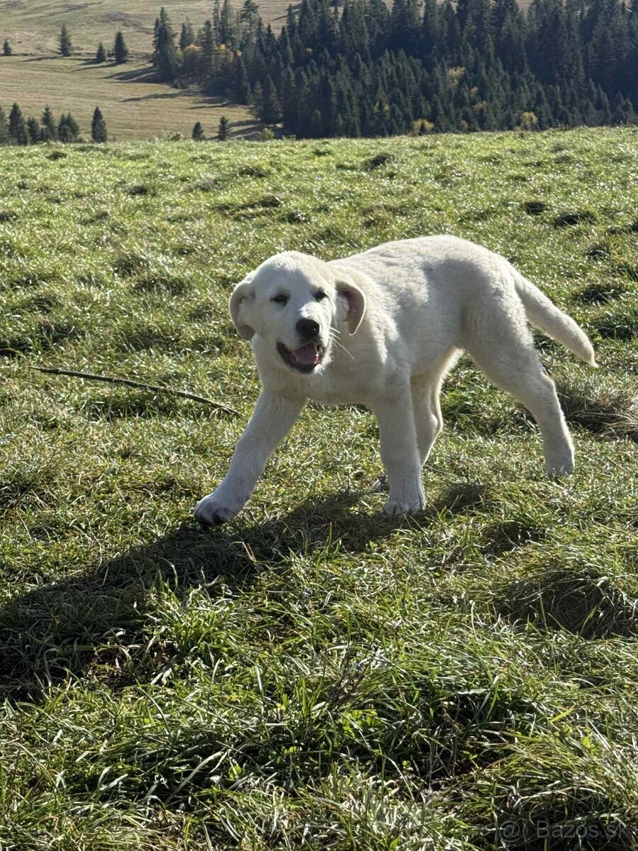 Predám šteniatka kangaly - 14