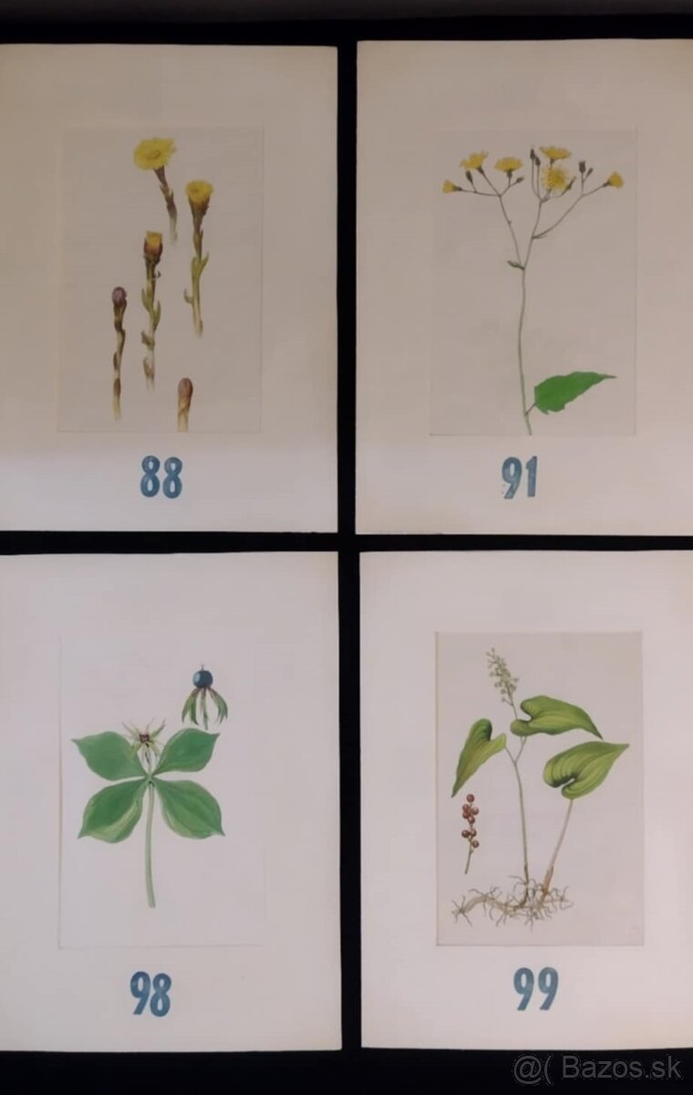 obrázky rastlín - 14