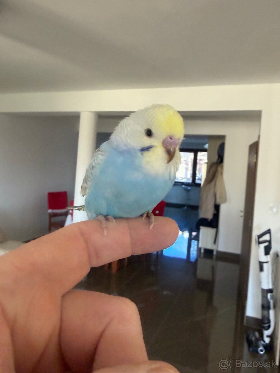 Andulka Maznačik - 14