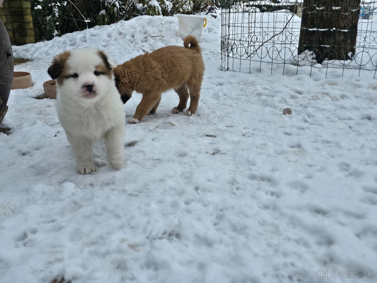 Krásne Šteniatko - 14