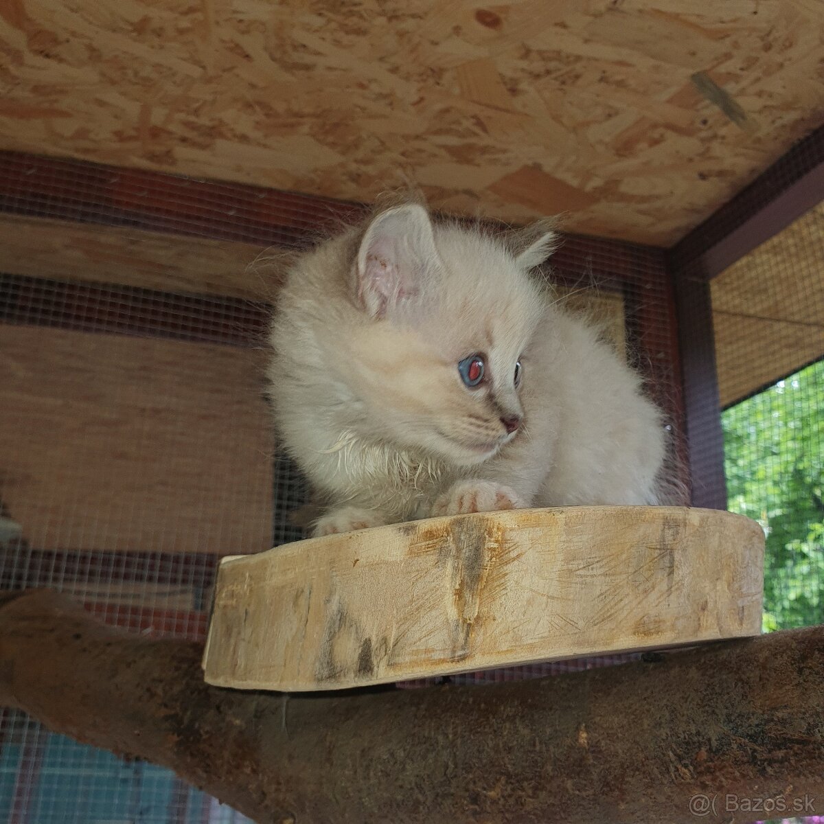 Ponukam maciatka ragdoll - 14