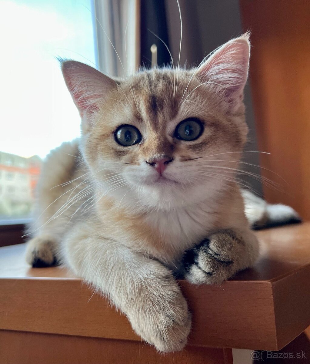 Scottish Straight v zlatej farbe - 14