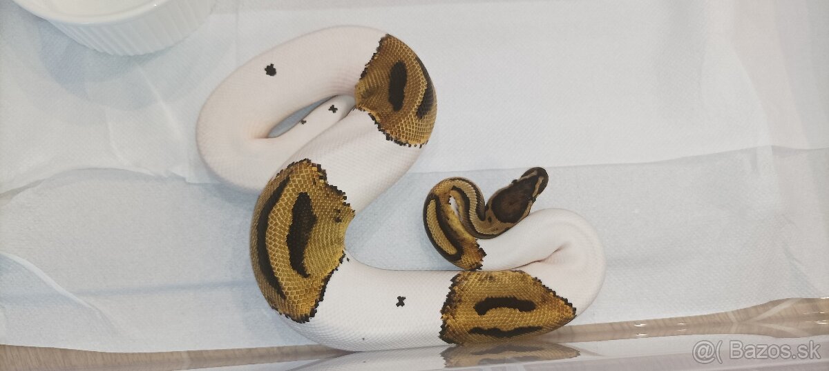 P. Regius.Pyton kralovsky - 14