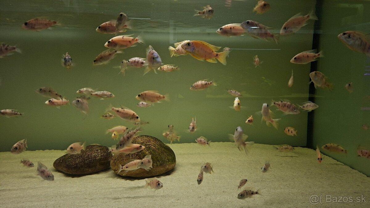 Africké cichlidy Malawi - 14