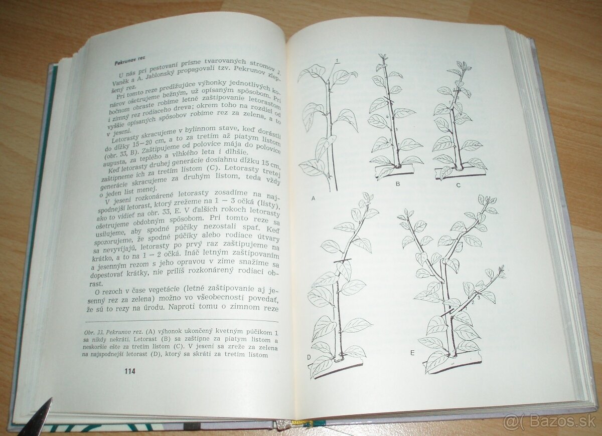 Rez a tvarovanie ovocných drevín - 14