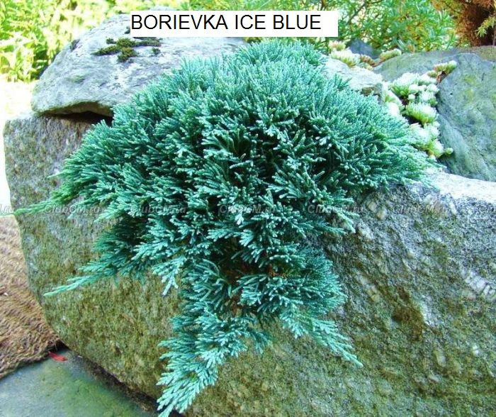 Predám ihličnany, trvalky za super ceny - 14