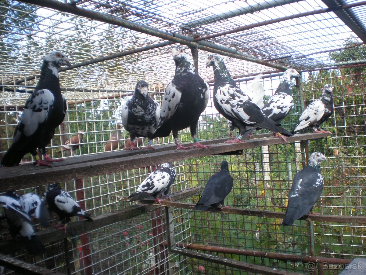 Predám poštové holuby - 14