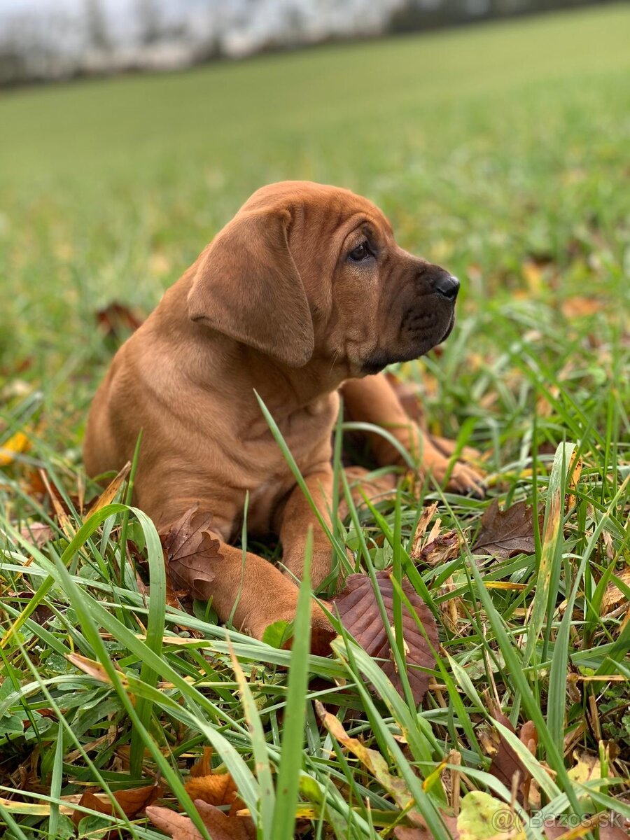 Tosa inu štěnata - přijímáme rezervace - 14
