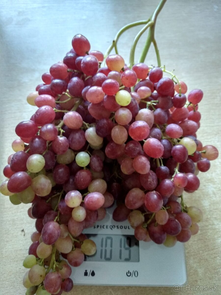 Predám odrezky viniča - 14