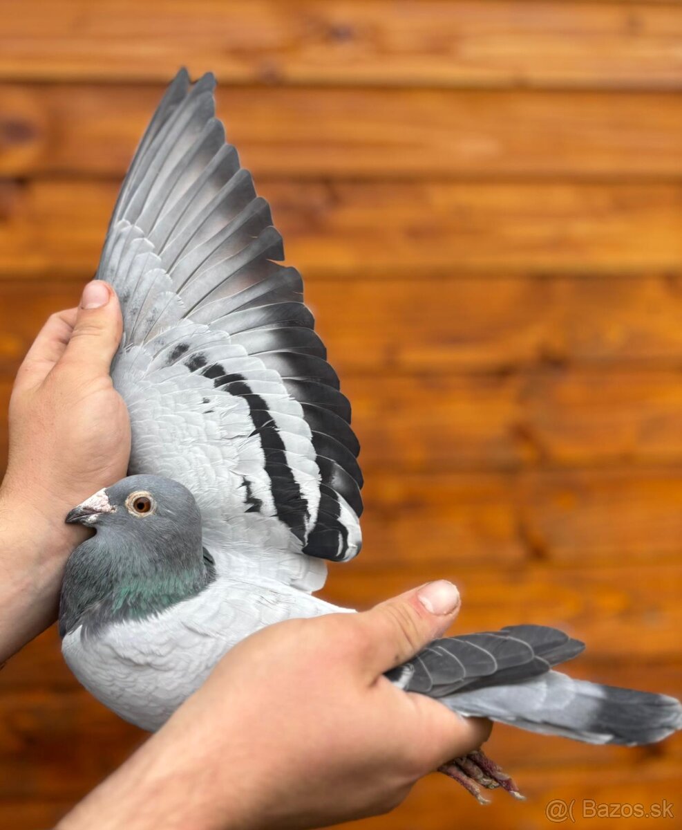 Poštové holuby - 14