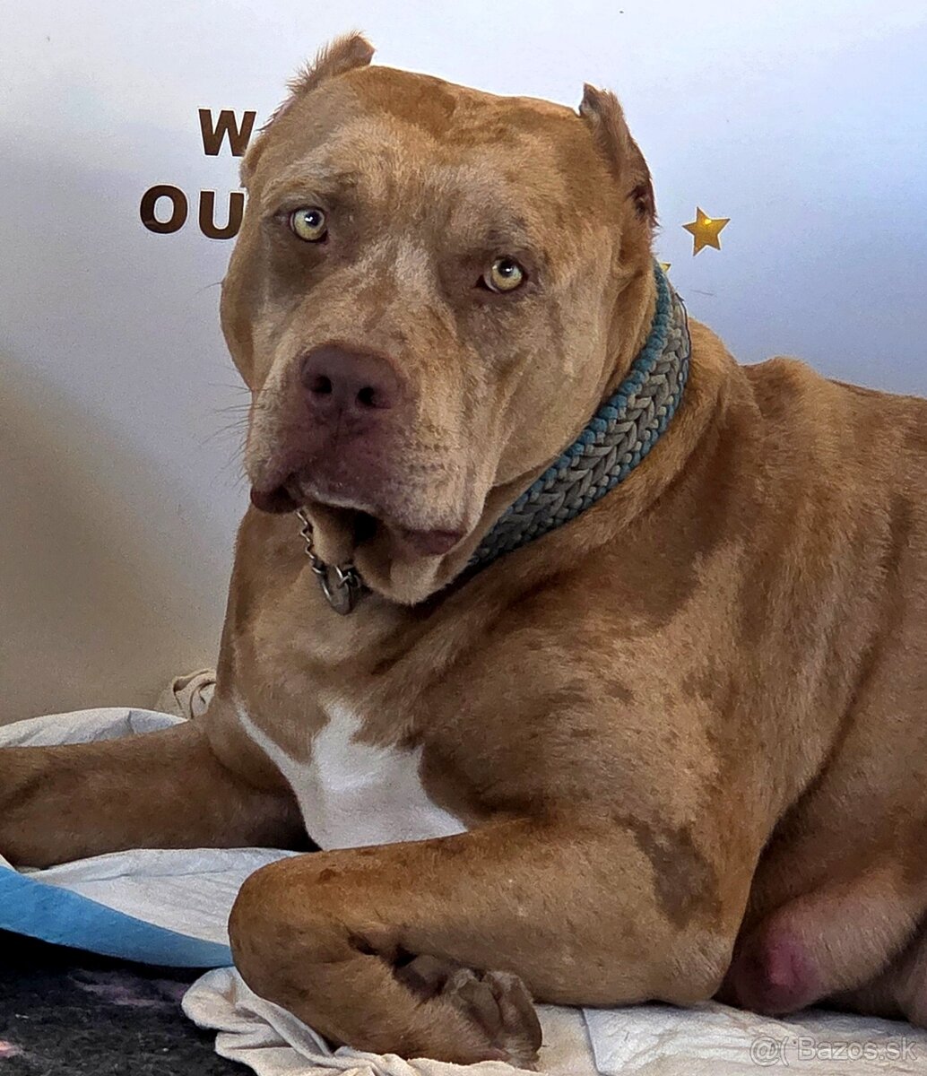 American Bully XL XXL - 14