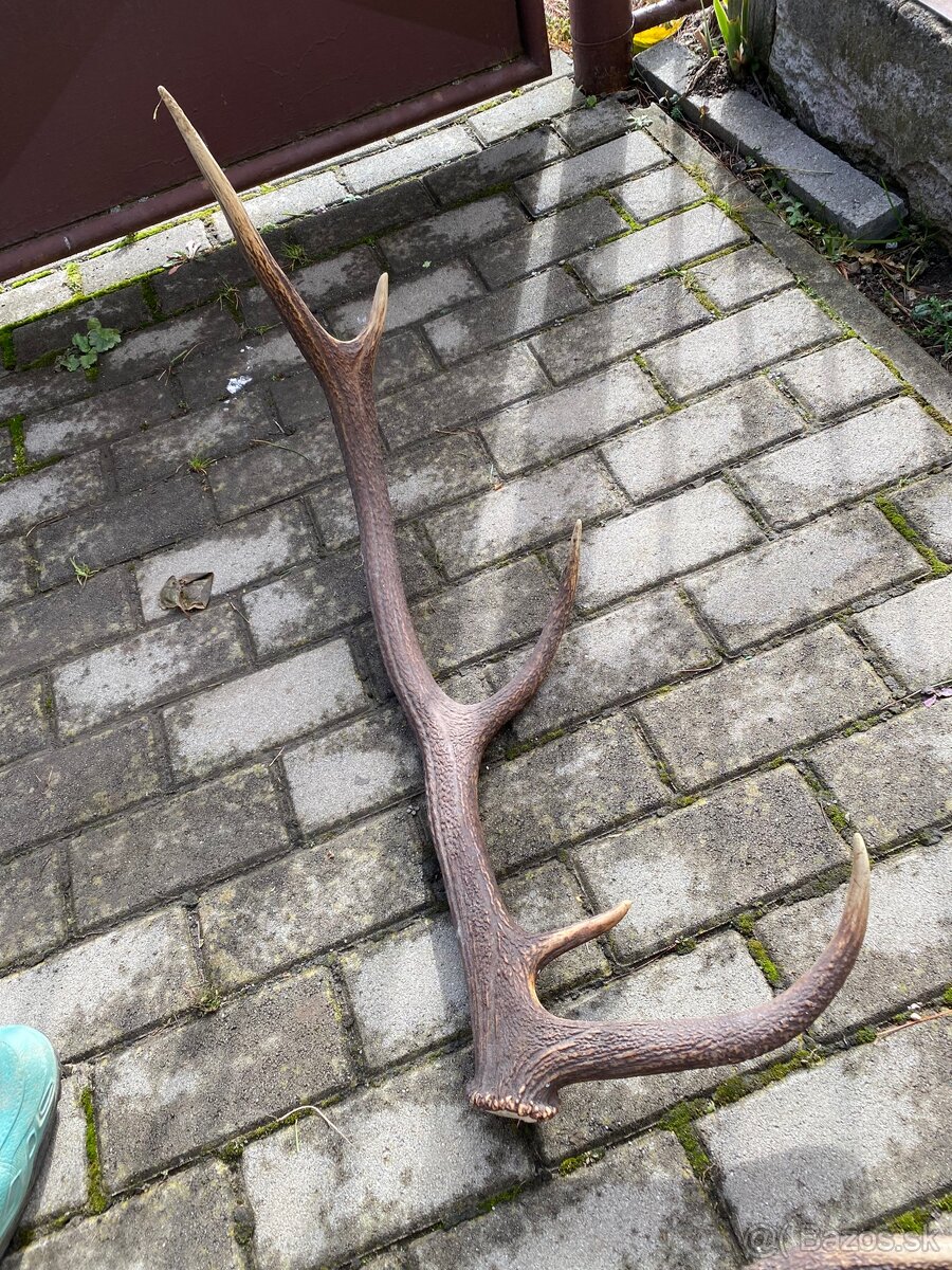 Jelenie zhody / parohy 74cm - 14