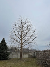 Arboristické práce - 14