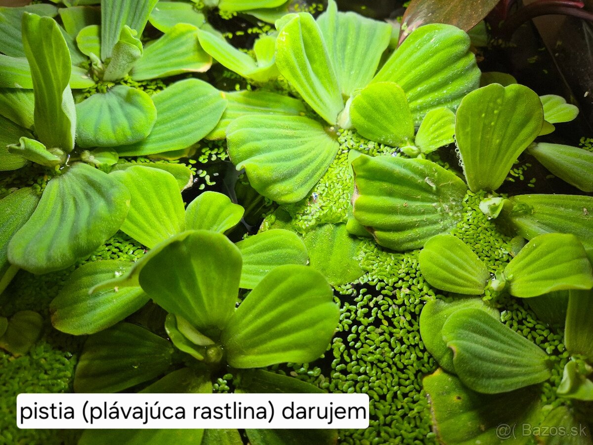 Predám izbové rastliny 2 - 14